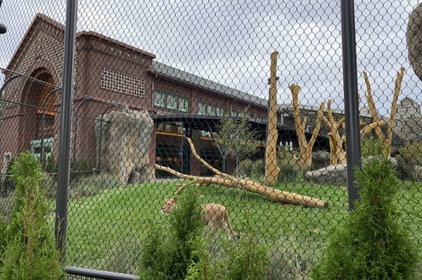 Lincoln Park Zoo Celebrates Ribbon-Cutting for Primera’s Lion House Renovation Project